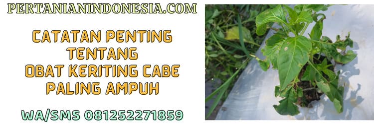 catatan,penting,insektisida,obat keriting cabe,paling ampuh